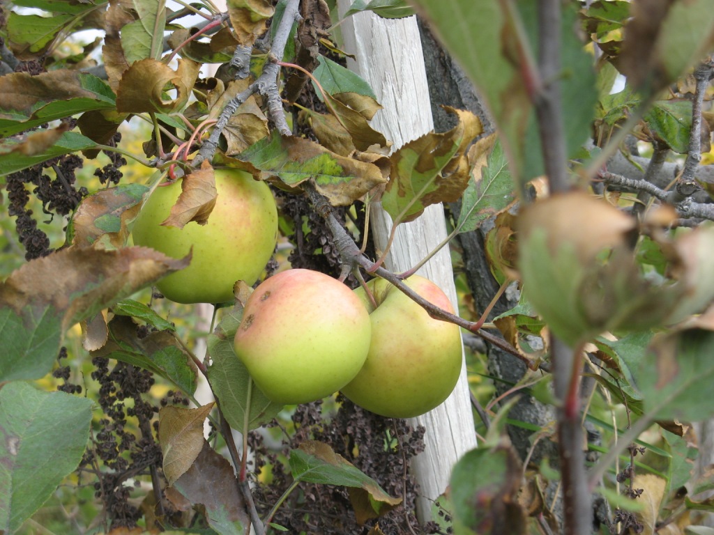 Maniadakis Organic Apple Orchard